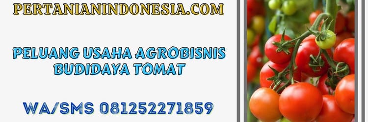 peluang usaha,agrobinis,agribisnis,budidaya,tomat,tanaman tomat,petani